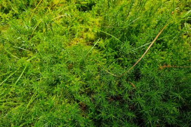 Ormanda genç yeşil yosunlar, doğanın arka planı.