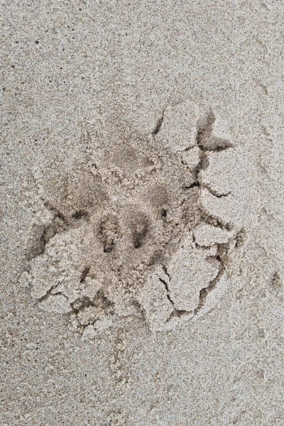 Stopa Zvířatech Písku Pobřeží — Stock fotografie