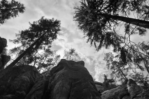 Ασπρόμαυρη Φωτογραφία Θέα Από Κάτω Στα Δέντρα Προς Πάνω — Φωτογραφία Αρχείου