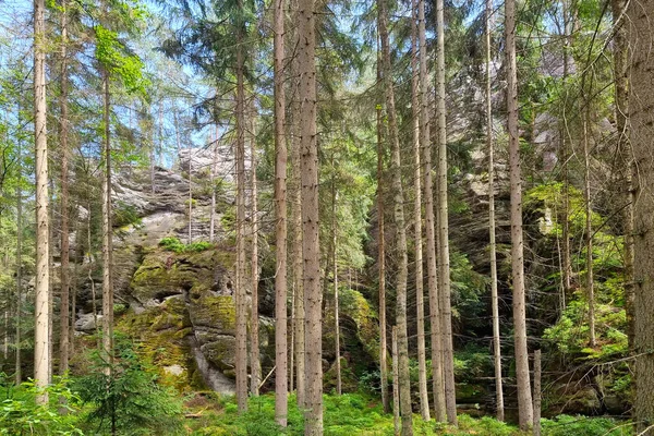 Dağlardaki Ormandaki Yaşlı Çam Ağaçları — Stok fotoğraf