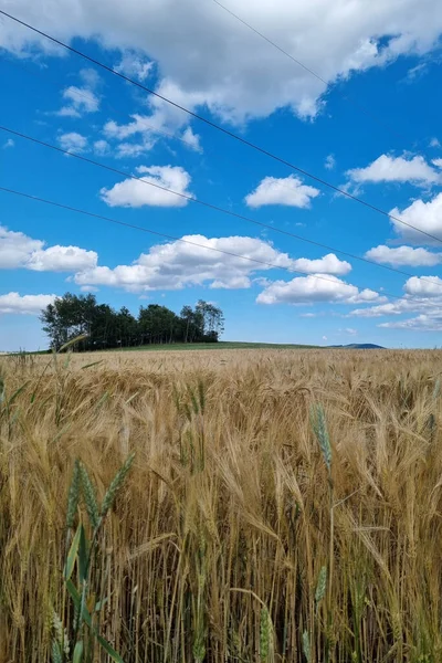 农村背景 夏小麦夏天的大麦或麦田 — 图库照片