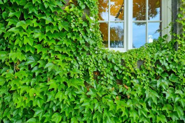 Yeşil üzümler bir evin ya da binanın duvarında örülmüştür.
