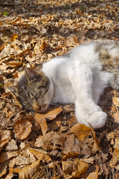 Close Gato Dormindo Folhas Caídas — Fotografia de Stock