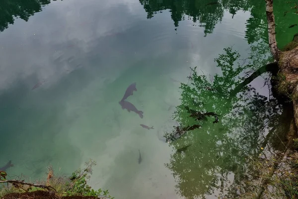 Balıklar Dağ Gölünde Yüzer Temiz Berrak — Stok fotoğraf