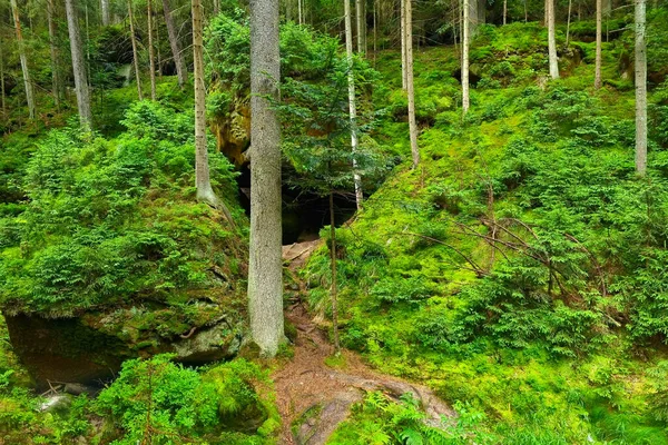 Bela Floresta Jovem Verde Uma Área Montanhosa Pano Fundo Natureza — Fotografia de Stock