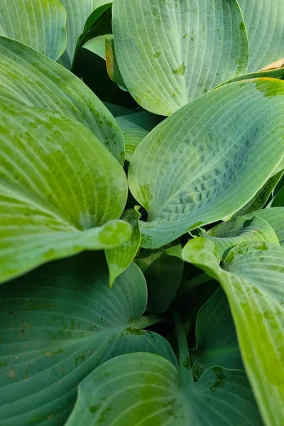 庭の植物の葉の美しい緑の背景 — ストック写真