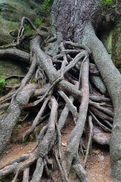 Ağaçların Kökleri Ormanın Zemininden Sarkmış — Stok fotoğraf