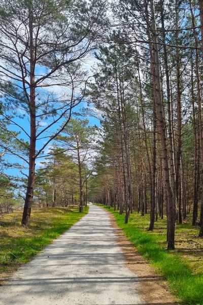 stock image Beautiful hiking trail for walks in the pine forest