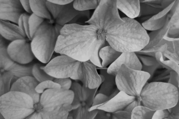 Черно Белый Фон Цветущих Цветов Текстура Природы — стоковое фото