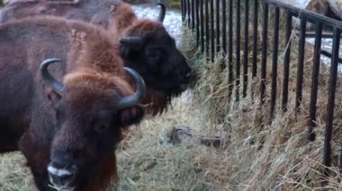 Bizonların saman yemesine yakın çekim. Kışın vahşi doğa