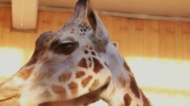 Uzun diliyle metal yalayan bir zürafanın yakın çekimi.