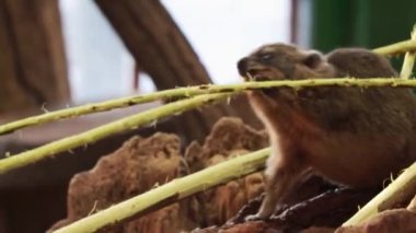 Cape Hyrax 'a yakın çekim. Cape hyrax, Afrika kökenli bir memeli türüdür ve bir tavşanla yüzeysel benzerliği vardır.