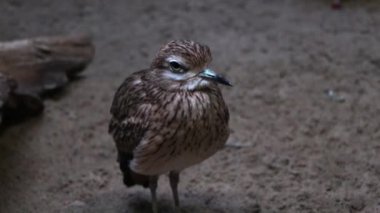 Avdotka ya da Burhinus oedicnemus kuşuna yakın çekim. Burhinus capensis, yonca familyasından Orta ve Güney Afrika 'da yaygın olarak görülen bir kuş türü.