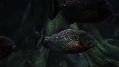 Yüzen balıkların sualtı fotoğrafçılığı. Yüzen piranalara yakın çekim