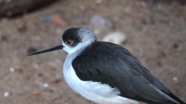 Büyük bir Sandpiper 'a yakın çekim. Bu da Avocet ailesinin bir kuşudur.