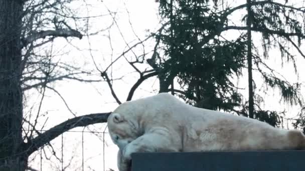Detailní Záběr Velkého Ledního Medvěda Jak Kost Masem — Stock video
