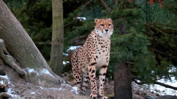 野生猎豹的特写 猎豹是猫科动物中的食肉哺乳动物 — 图库视频影像