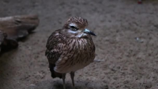 Gros Plan Sur Oiseau Avdotka Burhinus Oedicnemus Burhinus Capensis Est — Video