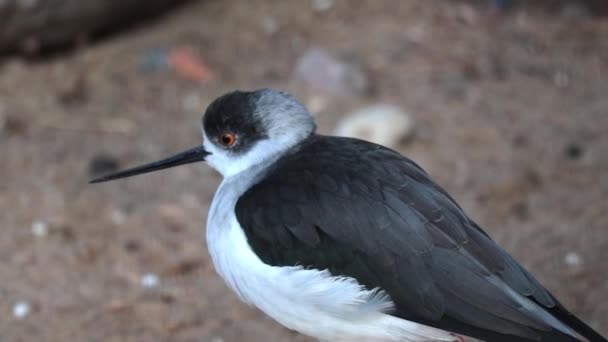Крупный План Большого Сэндпайпера Птица Семейства Авокадо — стоковое видео