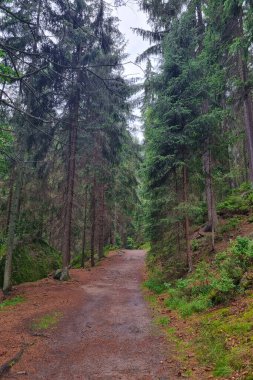 Yağmurdan sonra ormanda bulutlu bir gün. Yağmurlu gün