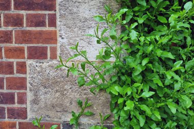 Beton bir duvar ve yeşil bir çalı manzarası