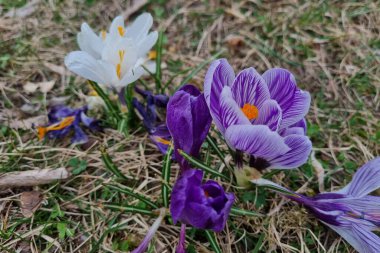 Genç kır çiçekleri ilkbaharın başlarında açar.