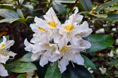 Baharda bahçede açelyanın çiçek açan bir dalının yakın çekimi.