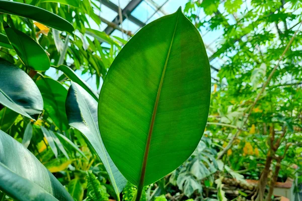 Detailní Záběr Velkého Zeleného Listu Tropické Rostliny Pozadí Přírody — Stock fotografie