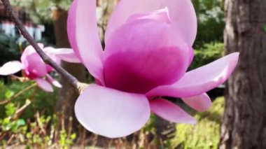 Baharda parktaki çiçek açan bir rhododendron dalına yakın plan. Bahar doğal açelya arkaplanı. Bitmeyen yeşil çalı
