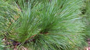 Bir çam ağacının dalına büyük uzun iğneler yakın çekim