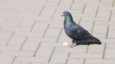 Güvercin sokakta yiyecek buldu. Şehir kuşu. Kuş yemi.