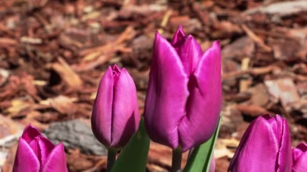 花坛上盛开的郁金香的特写 — 图库视频影像