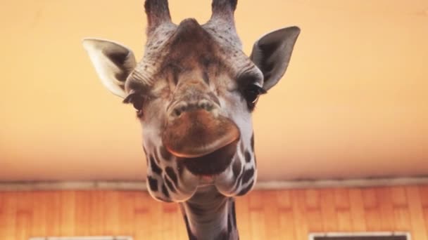 长颈鹿头上的特写 长颈鹿吃东西 伸出舌头 非洲长颈鹿 — 图库视频影像