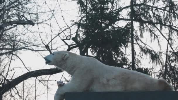 Grande Urso Branco Que Come Osso Com Carne Presa Vida — Vídeo de Stock