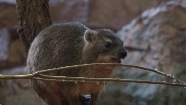 Primer Plano Cabo Hyrax Animales Vida Silvestre Hyrax Piedra Come — Vídeo de stock