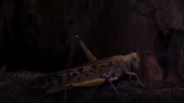 Close Locust Crawling Tree — Stock Video