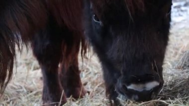 Bir bizonun kafasına yakın çekim yap. Bizonlar saman yer.