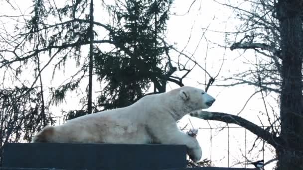 Detailní Záběr Ledního Medvěda Medvěd Kost Masem — Stock video