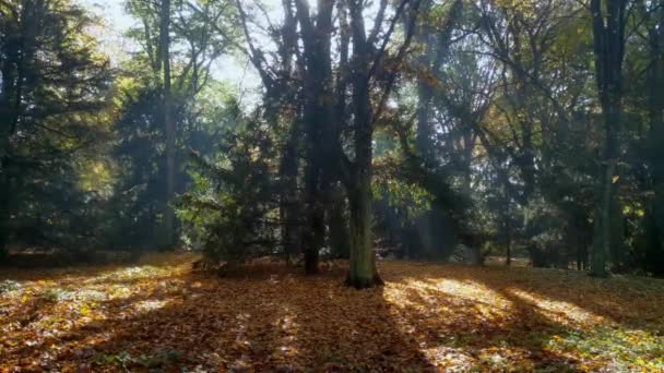 Прекрасный Вид Желтые Листья Парке Осенью Золотые Осенние Деревья Осенний — стоковое видео