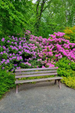 Rahatlamak için parkta boş bir bank