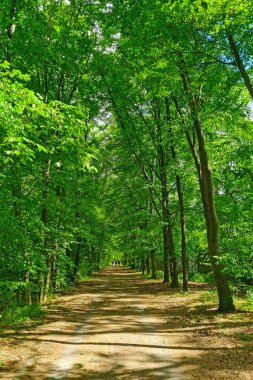 Parktaki yeşil orman boyunca güzel bir çevre yolu.