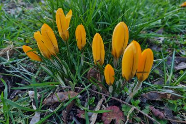 Baharın başlarında çiçek açan timsahların yakın plan çekimi