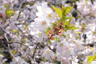 Baharda bahçedeki kiraz çiçeği dalına yakın çekim. Doğanın ve baharın arka planı