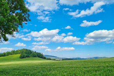 Güneşli bir yaz gününde resimli kırsal zemin
