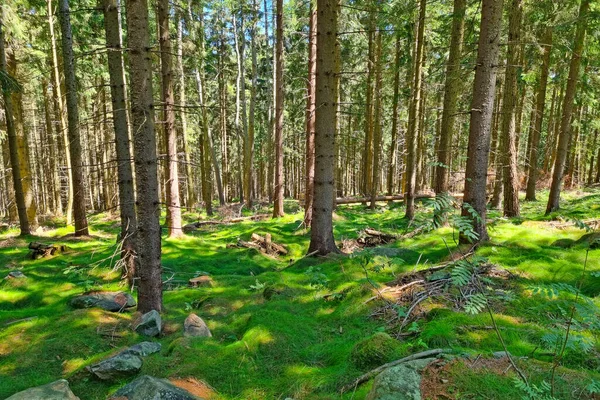 Ormandaki Yeşil Zemin Yosun Ile Kaplıdır Doğanın Arka Planı — Stok fotoğraf