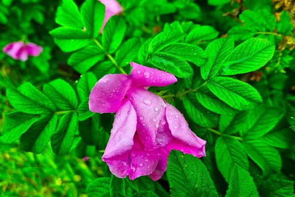 Крупним Планом Квітучий Сад Троянди Краплями Води Після Дощу — стокове фото