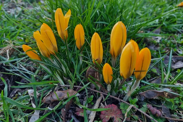 stock image Close-up of flowering crocuses in early spring