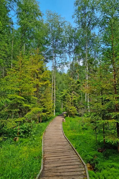 Környezetbarát Túraútvonal Erdőben Séták Természetben Friss Levegő — Stock Fotó
