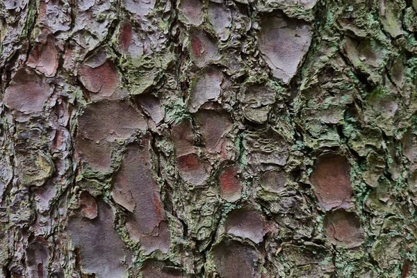Κοντινό Πλάνο Της Υφής Του Φλοιού Του Δέντρου Φόντο Της — Φωτογραφία Αρχείου
