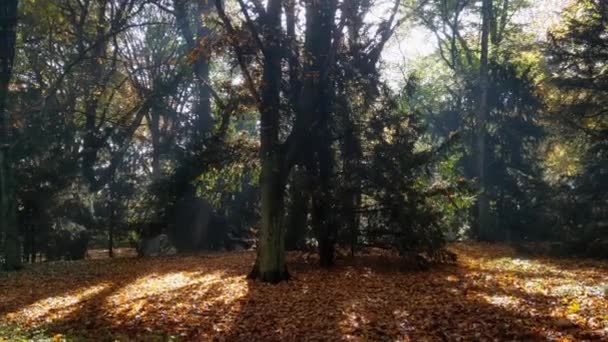 Jesienny Krajobraz Lasu Promienie Słońca Przebijają Się Przez Liście Drzewie — Wideo stockowe